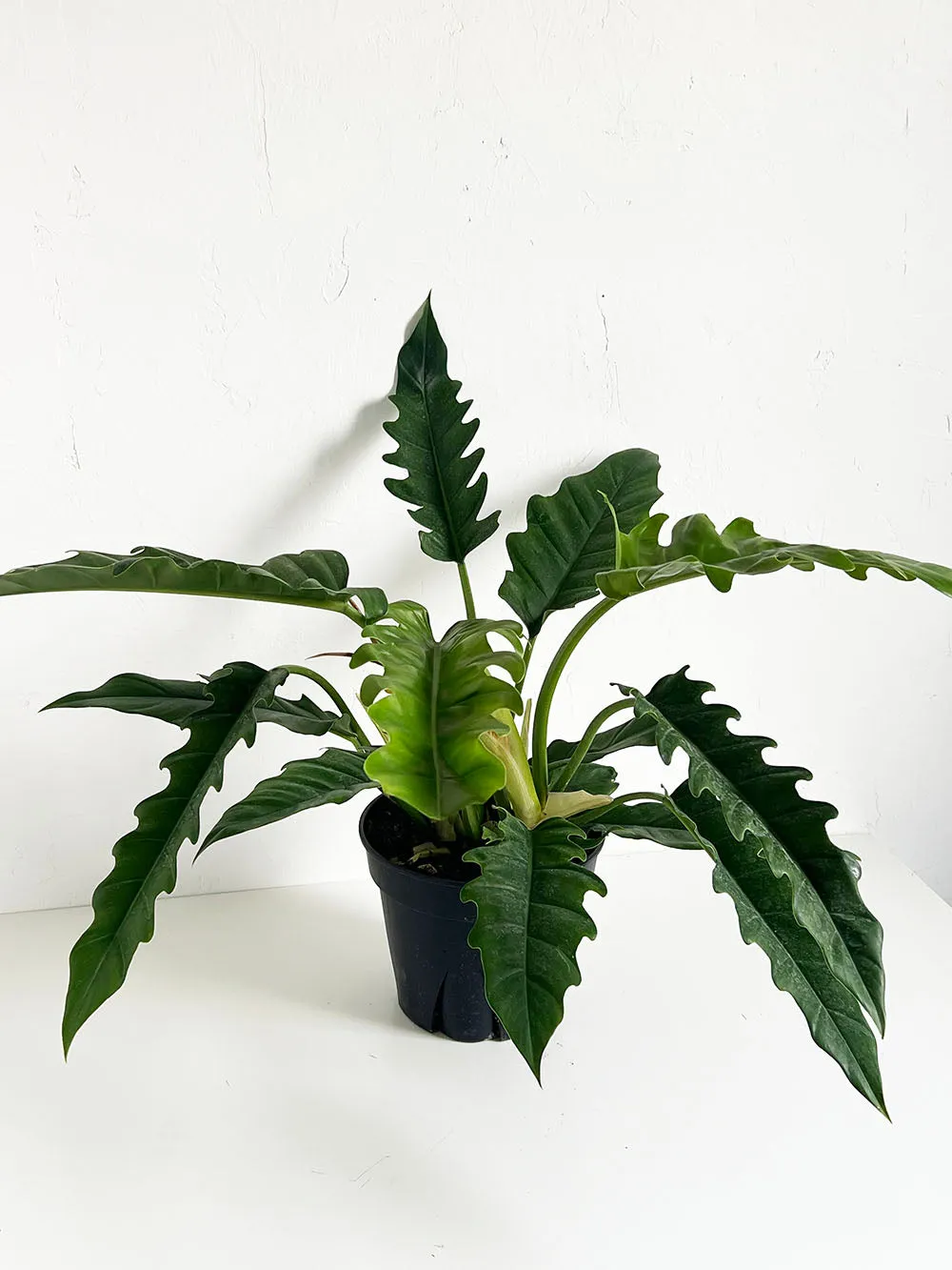 Jungle Boogie Philodendron