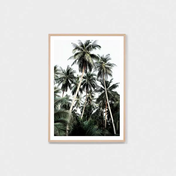 Palm Jungle